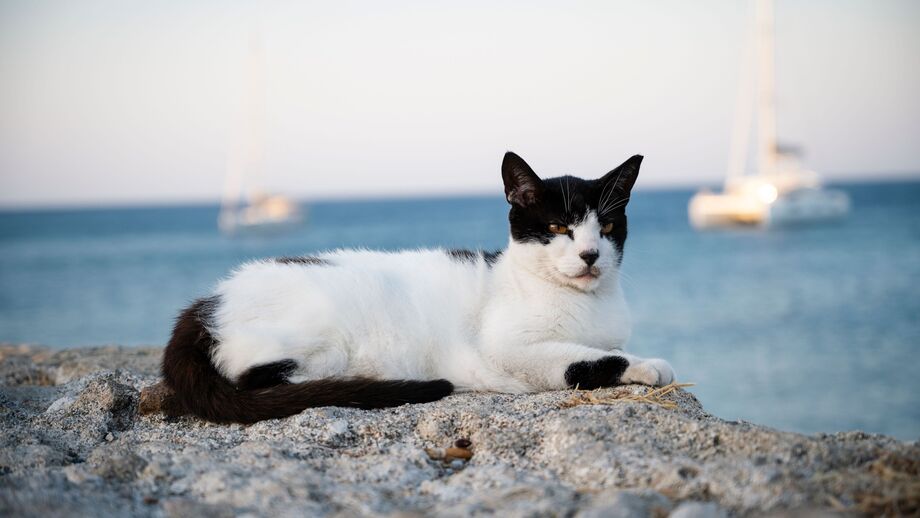 Quer mudar de vida? Um santuário na Grécia procura um cuidador para 55 gatos com alojamento incluído