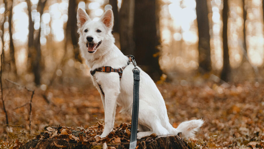 Trilhos, trelas e muitas patas. A cão-minhada está de volta a Oeiras! 