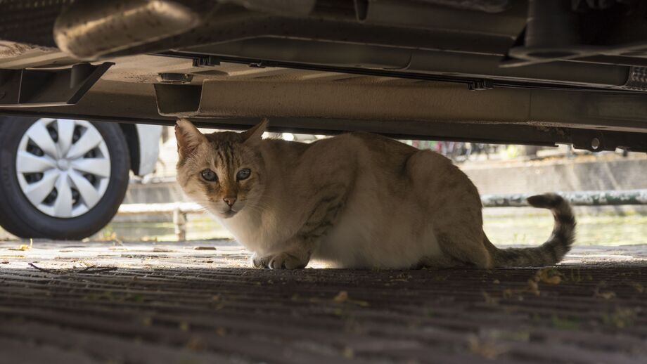Motores a aquecer, noites longas, chuva e nevoeiro. Eis 5 cuidados para proteger os gatos de exterior