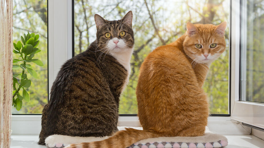 Os gatos são mais faladores com homens? Um novo estudo sugere que sim