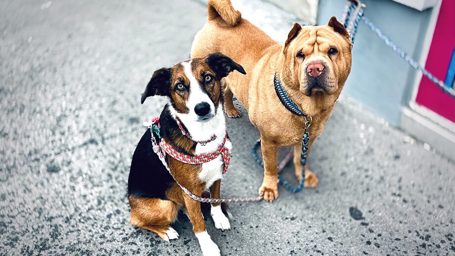 Câmara Municipal de Lisboa alerta para burla com animais desaparecidos