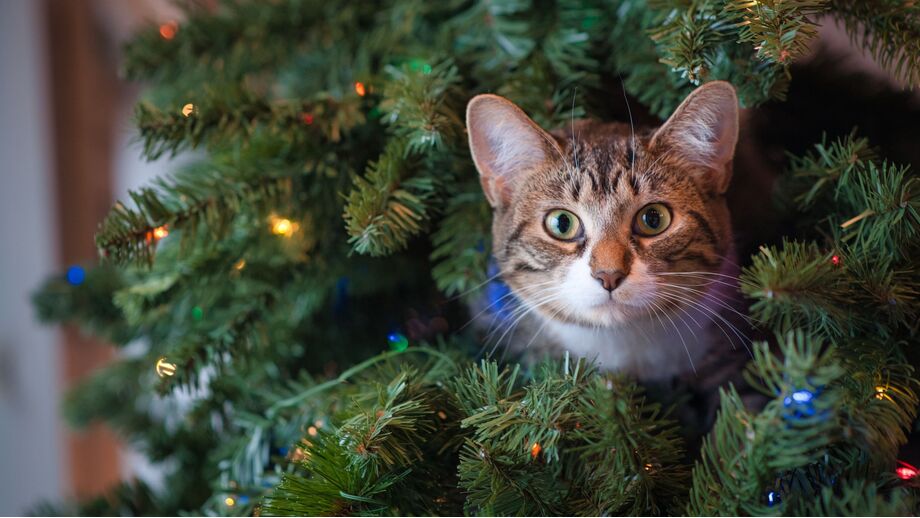 A sua casa já está decorada para o Natal? Temos 5 dicas para evitar acidentes com os patudos da família