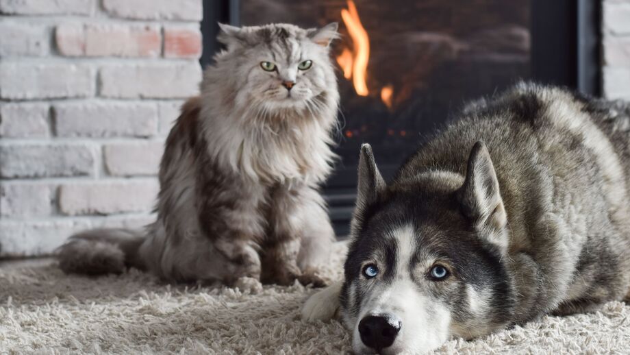 Pele seca, comichão e pelo baço. Como é que o inverno afeta os nossos cães e gatos