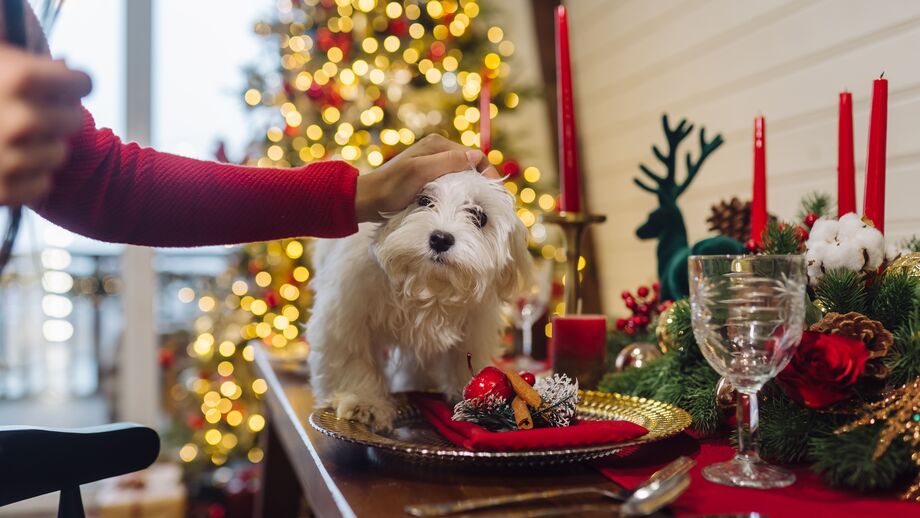 Do chocolate ao bacalhau. Conheça 3 perigos de Natal para cães e gatos e 3 mimos seguros