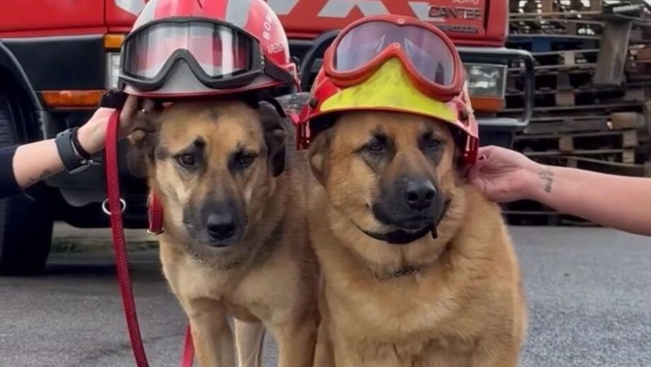 O calendário mais fofo do país!  Charlie e Óscar, os patudos do quartel de Areosa, são as estrelas do calendário