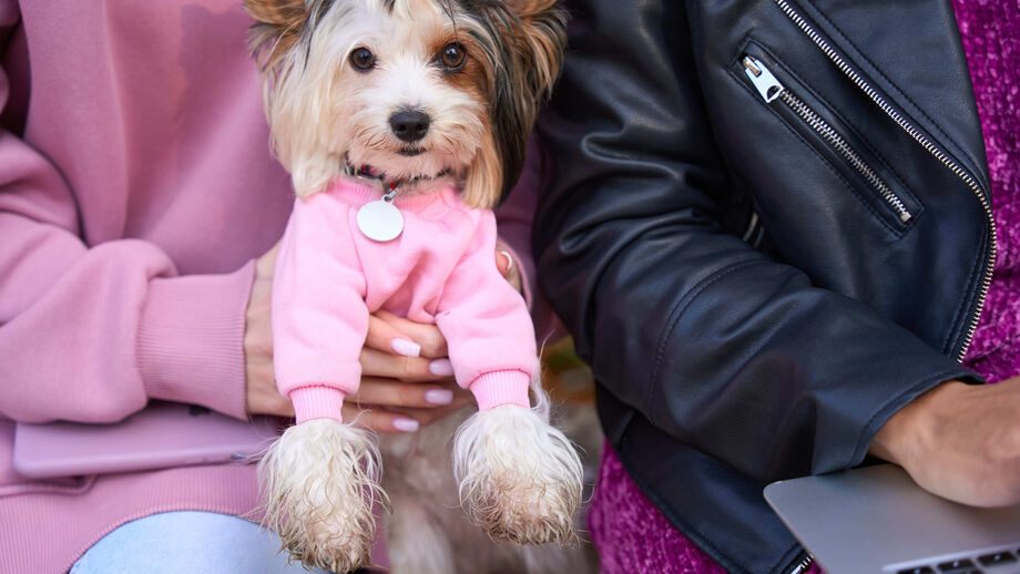 Louis Vuitton, DOGUE e Adidas: 2025 foi o ano em que as marcas se renderam aos patudos