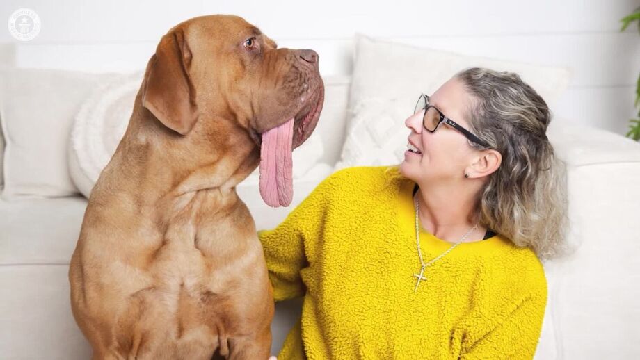 Um novo recorde do Guiness! Conheça o Ozzy, o cão com a língua mais comprida do mundo