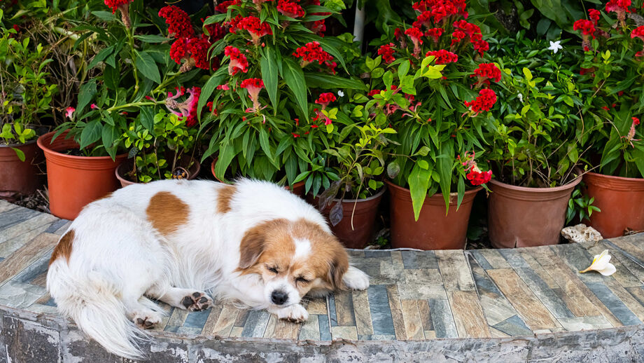As temperaturas continuam a descer e coloca-se a questão: os cães podem ou não continuar a dormir no quintal?