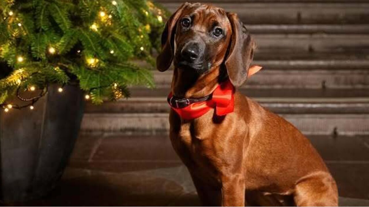 Uma patuda de 'sangue azul'. Família Real Sueca apresenta a nova mascote, Bonnie