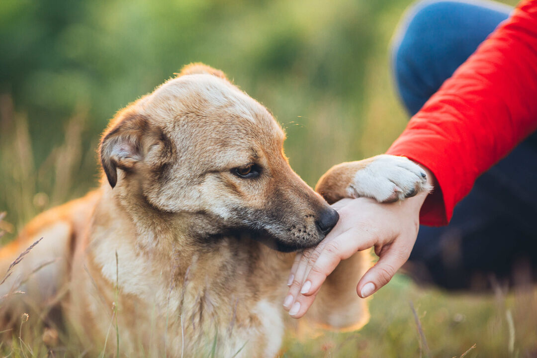 Frio, humidade e fungos. Estas são as doenças de pele mais comuns em cães e gatos nesta altura do ano