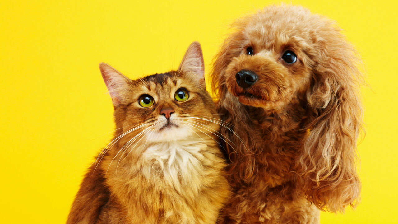 Suplementos, snacks e higiene oral. O que está a mudar nas escolhas dos tutores?