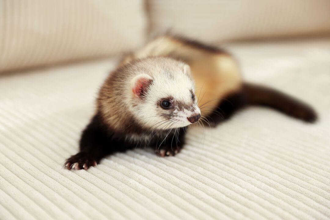 Gostava de ter um furão? Eis o que deve saber antes de adotar este pequeno tornado de quatro patas