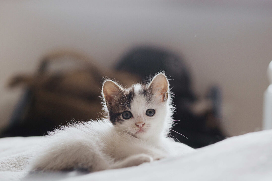 Há um novo gato na família? Saiba como apresentá-lo aos "irmãos" animais
