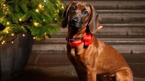 Uma patuda de 'sangue azul'. Família Real Sueca apresenta a nova mascote, Bonnie