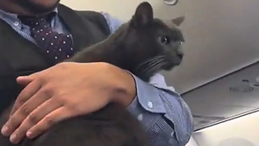 De passageiro a estrela das redes sociais! Gato "à solta" anima voo da Southwest