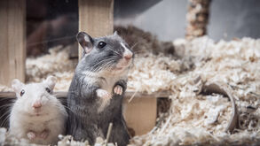 Os seus hamsters e porquinhos-da-índia estão a ficar "redondinhos"? Siga estas dicas para combater a obesidade em roedores de estimação