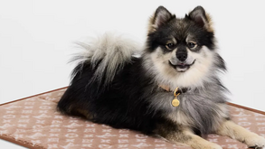 Louis Vuitton lança Dog Collection 2026 e reforça aposta na moda canina