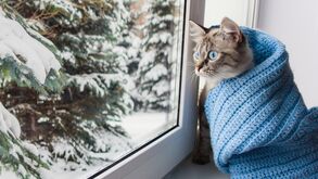 O frio está ligado a problemas respiratórios? Saiba quais os animais de estimação mais vulneráveis