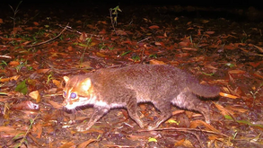 Boas notícias! Felino que se pensava extinto reaparece na Tailândia após 30 anos