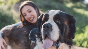 É fã de cães grandes? Conheça 5 das maiores raças do Mundo