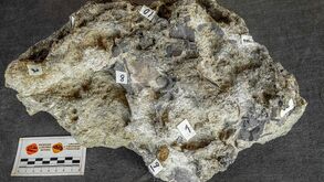 Torres Vedras volta ao Período Jurássico: foi encontrado um ninho de dinossauros com 150 milhões de anos