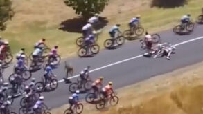 Canguru apanha ciclistas de surpresa e provoca queda no Tour Down Under
