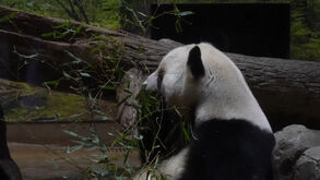 Últimos dois pandas do Japão vão para a China devido às tensões entre os dois países