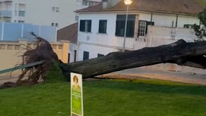 Árvores de grande porte tombadas em Mafra devido ao mau tempo
