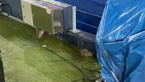 Depois das inundações... as ratazanas: Camp Nou de mal a pior