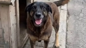 Orelha, o cão que comoveu o Brasil (e o Mundo) e levou o tema dos maus-tratos a animais ao Senado