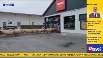 Vítor Pinto: «Jogadores do Benfica pareciam o rebanho que entrou no supermercado da Alemanha...»