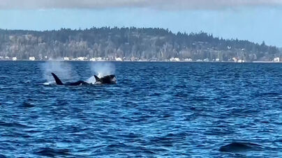 Orcas encantam junto a Seattle