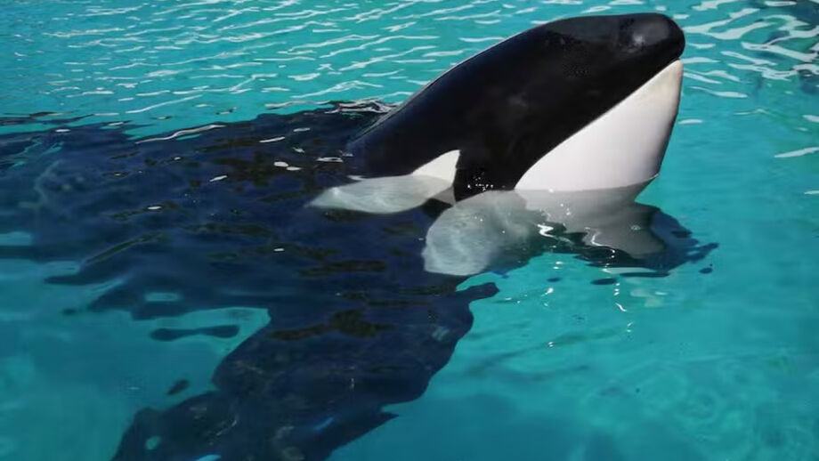 Morreu Kshamenk, a "orca mais solitária do mundo", após mais de 30 anos em cativeiro na Argentina