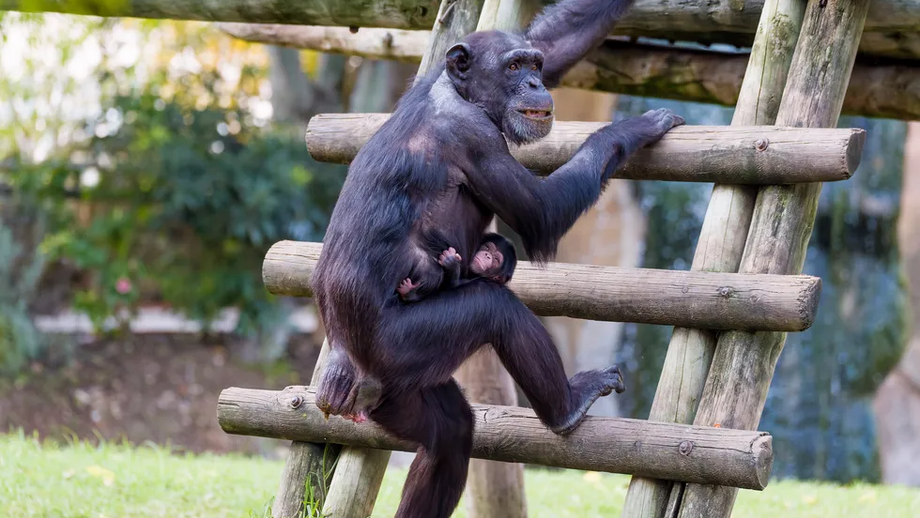 Jardim Zoológico de Lisboa dá as boas-vindas a um chimpanzé bebé