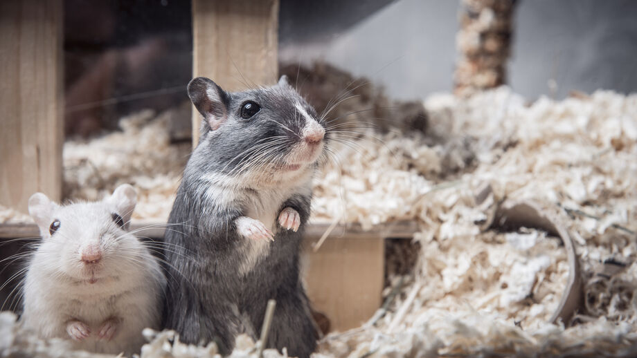 Os seus hamsters e porquinhos-da-índia estão a ficar "redondinhos"? Siga estas dicas para combater a obesidade em roedores de estimação