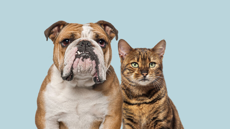 Cães e gatos: será que entendem a nossa linguagem?