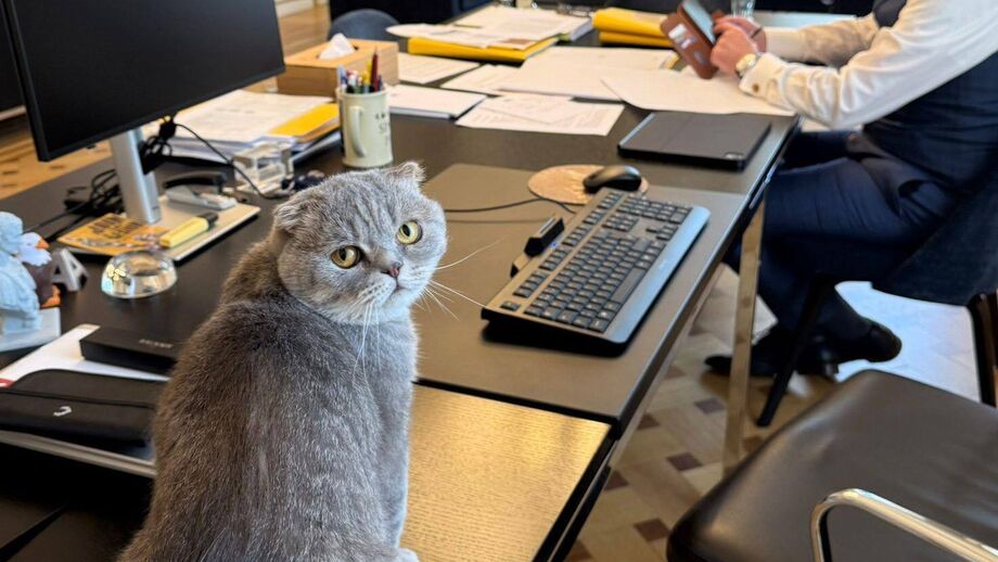 Maximus, o gato do primeiro-ministro da Bélgica, é a nova estrela da política europeia