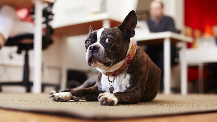 Não é imaginação sua! Os cães podem mesmo compreender as nossas conversas