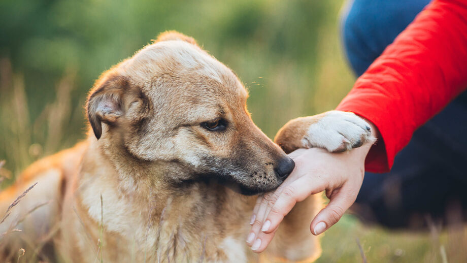 Frio, humidade e fungos. Estas são as doenças de pele mais comuns em cães e gatos nesta altura do ano