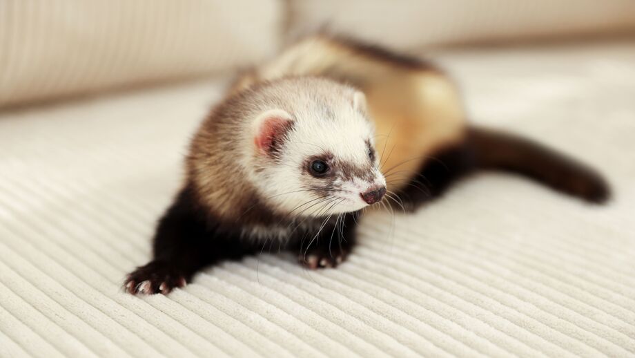 Gostava de ter um furão? Eis o que deve saber antes de adotar este pequeno tornado de quatro patas