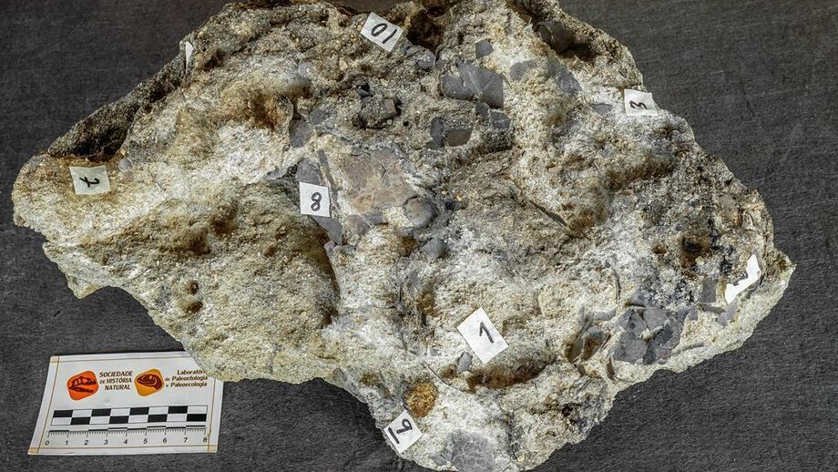 Torres Vedras volta ao Período Jurássico! Foi encontrado um ninho de dinossauros com 150 milhões de anos