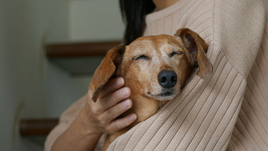 1em cada 5 adultos sofre mais com a morte do animal de estimação do que com a de uma pessoa, indica novo estudo