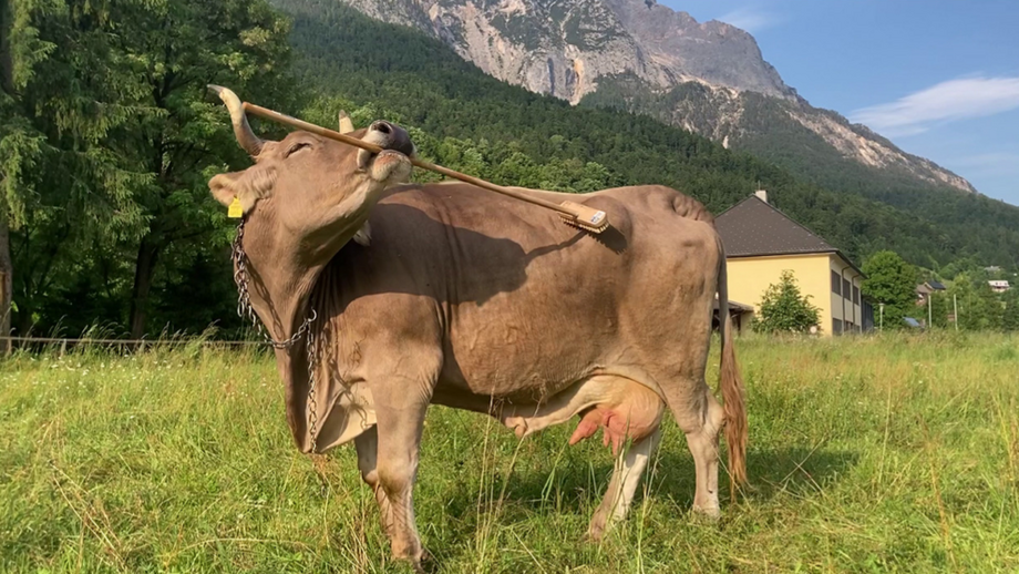 Um caso de estudo! Veronika pegou numa vassoura para se coçar e tornou-se um fenómeno científico