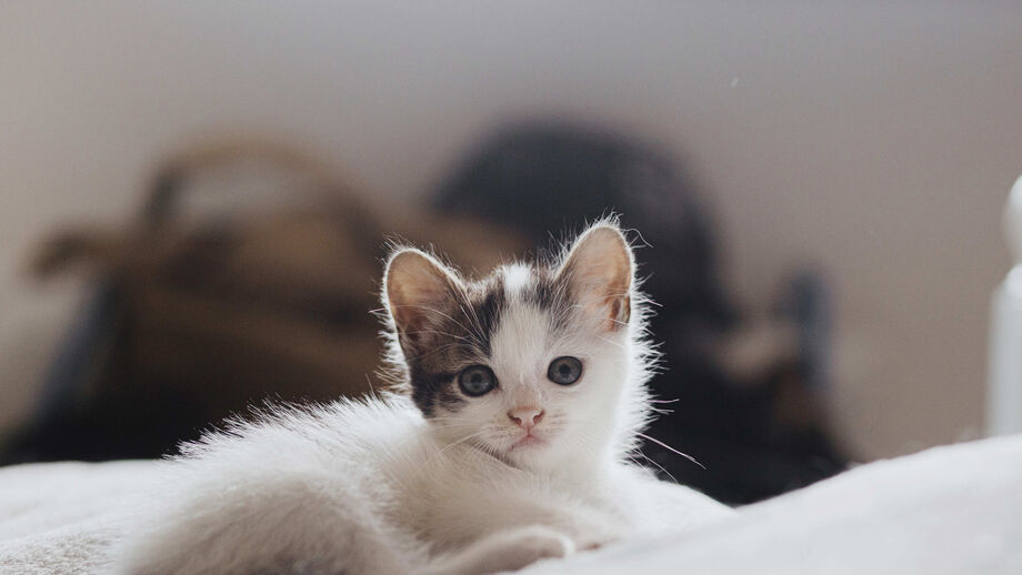 Há um novo gato na família? Saiba como apresentá-lo aos "irmãos" animais