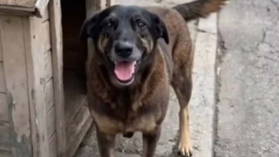 Orelha, o cão que comoveu o Brasil (e o Mundo) e levou o tema dos maus-tratos a animais ao Senado