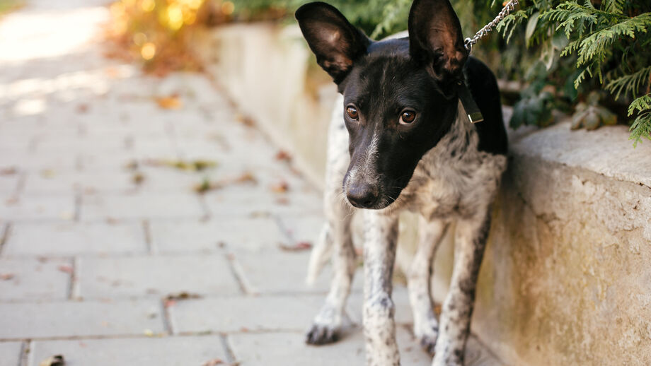 Encontrou um cão perdido à porta de casa? Saiba o que fazer (e o que não fazer)
