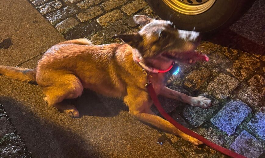Os cães Bonny Hauskarand e Itogo de Orelav ajudaram nas buscas