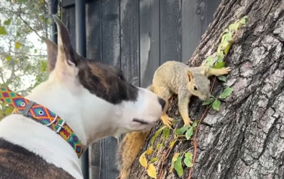 Millie e Esquilo: conheça estes dois amigos de espécies diferentes, que se tornaram inseparáveis