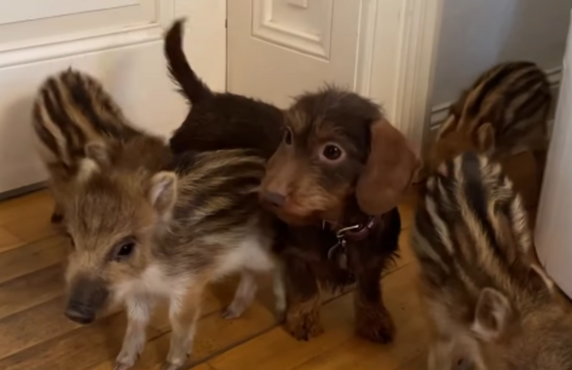 De órfãos na floresta a estrelas do Instagram. Conheça a cadela Nala e os seus cinco javalis