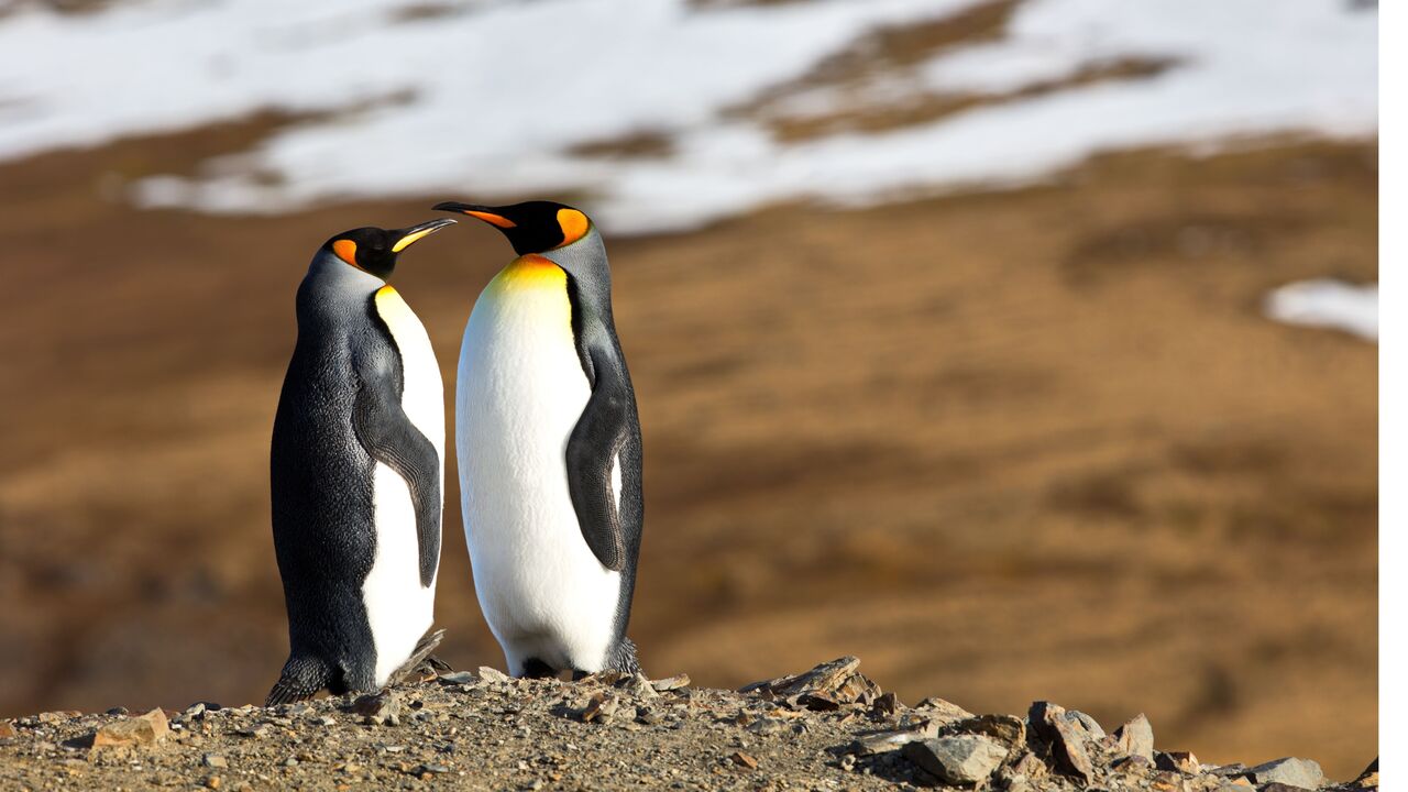 Quem disse que o romance é só para humanos? Estes cinco animais acasalam para a vida